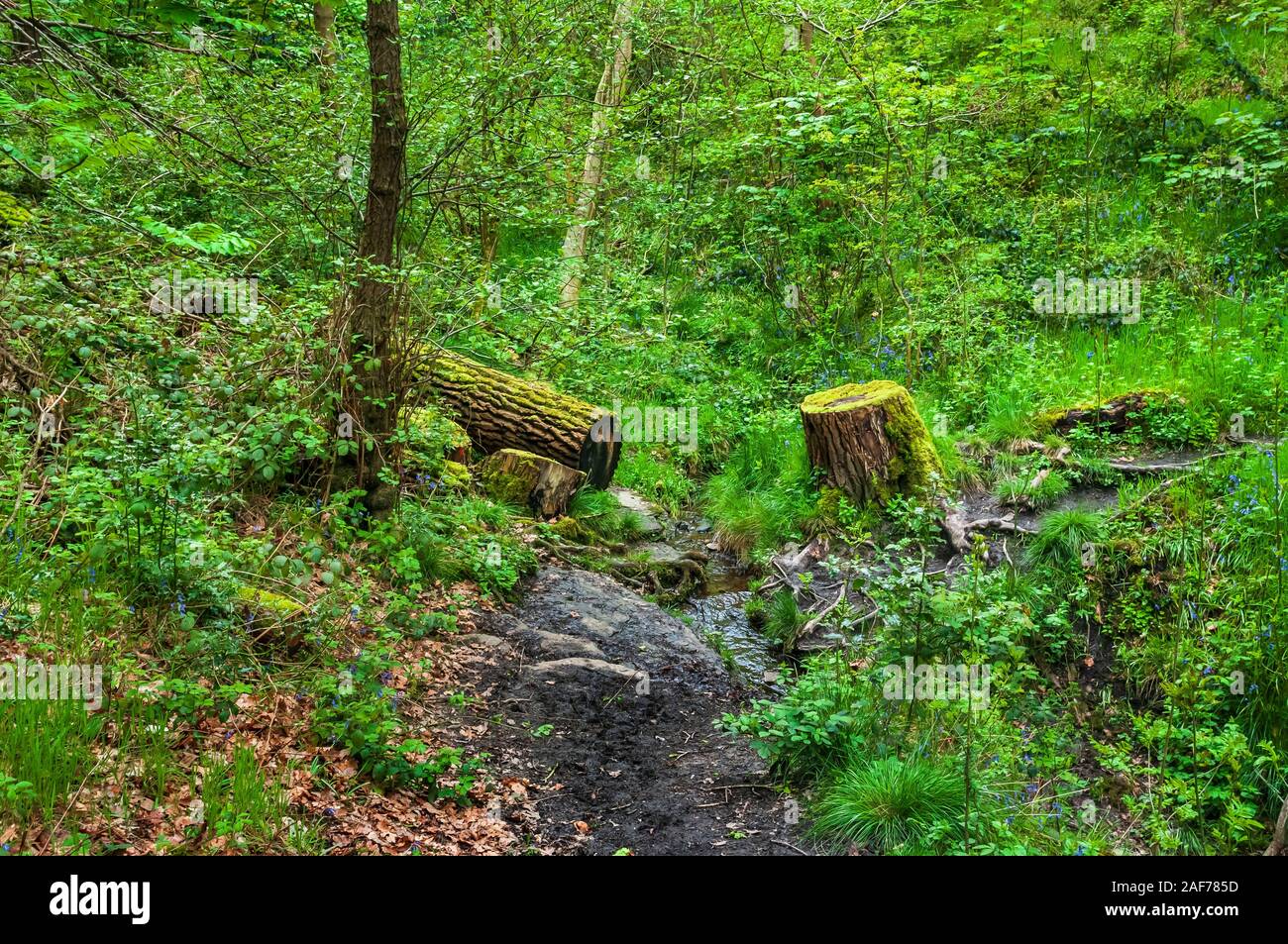 Arbre coupé recouvert de mousse dans les bois de Leeshall Wood, dans la vallée de Gleadless, Sheffield. Banque D'Images