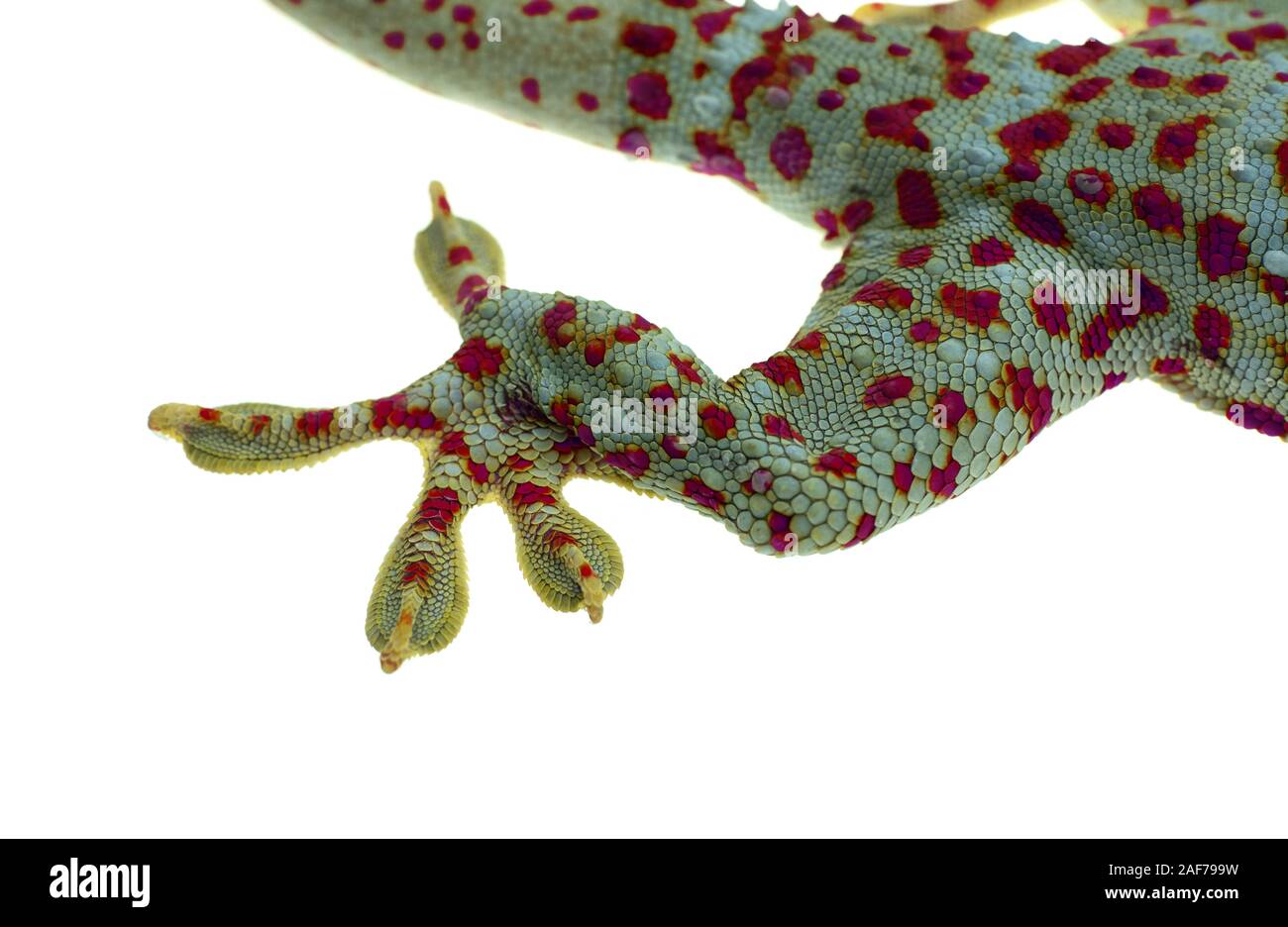 Close up jambe Gecko et doigts sur fond blanc Banque D'Images