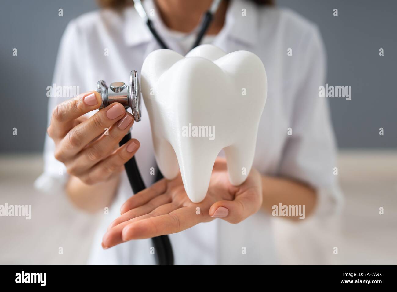 Photo de Doctor Examining Tooth modèle dans les mains Banque D'Images