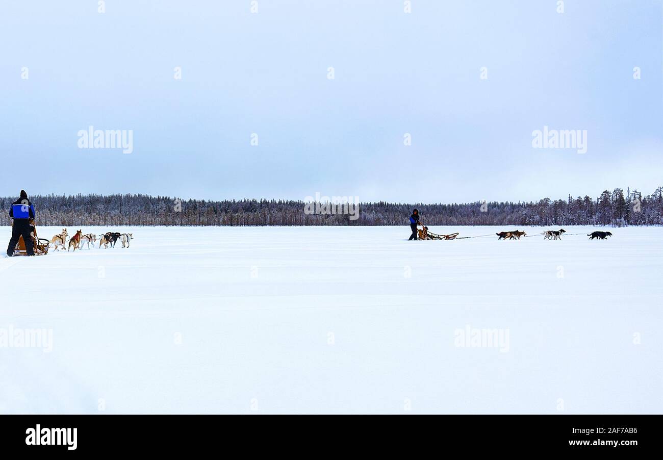 Traîneau à chiens husky lac hiver gelé en Laponie, Finlande reflex Banque D'Images