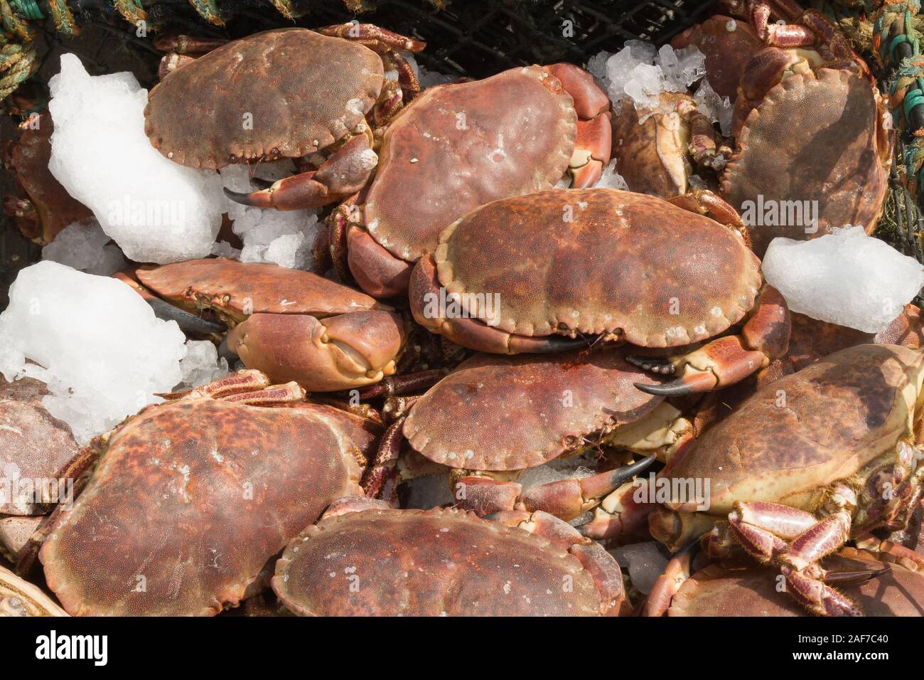 Brown fraîchement pêché des crabes nom latin Cancer pagurus est posé sur un quai de pêche à vendre dans un marché de fruits de mer d'Oban en Ecosse Banque D'Images