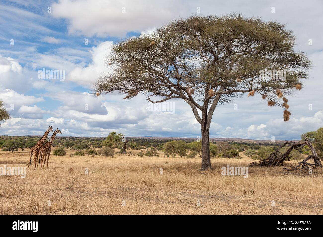 La Tanzanie. Parc national de Tarangire. Des nids en acacia, girafes à proximité. Banque D'Images