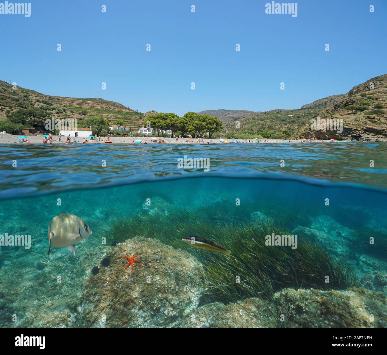 L'Espagne, de plages en été locations avec la vie marine sous l'eau, vue fractionnée au-dessus et au-dessous de la surface, mer Méditerranée, Costa Brava, Catalogne Banque D'Images