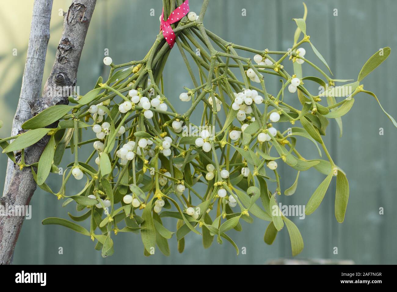 Le Viscum album. Un bouquet de gui avec des baies attachées avec un ruban festif accroché sur une branche Banque D'Images