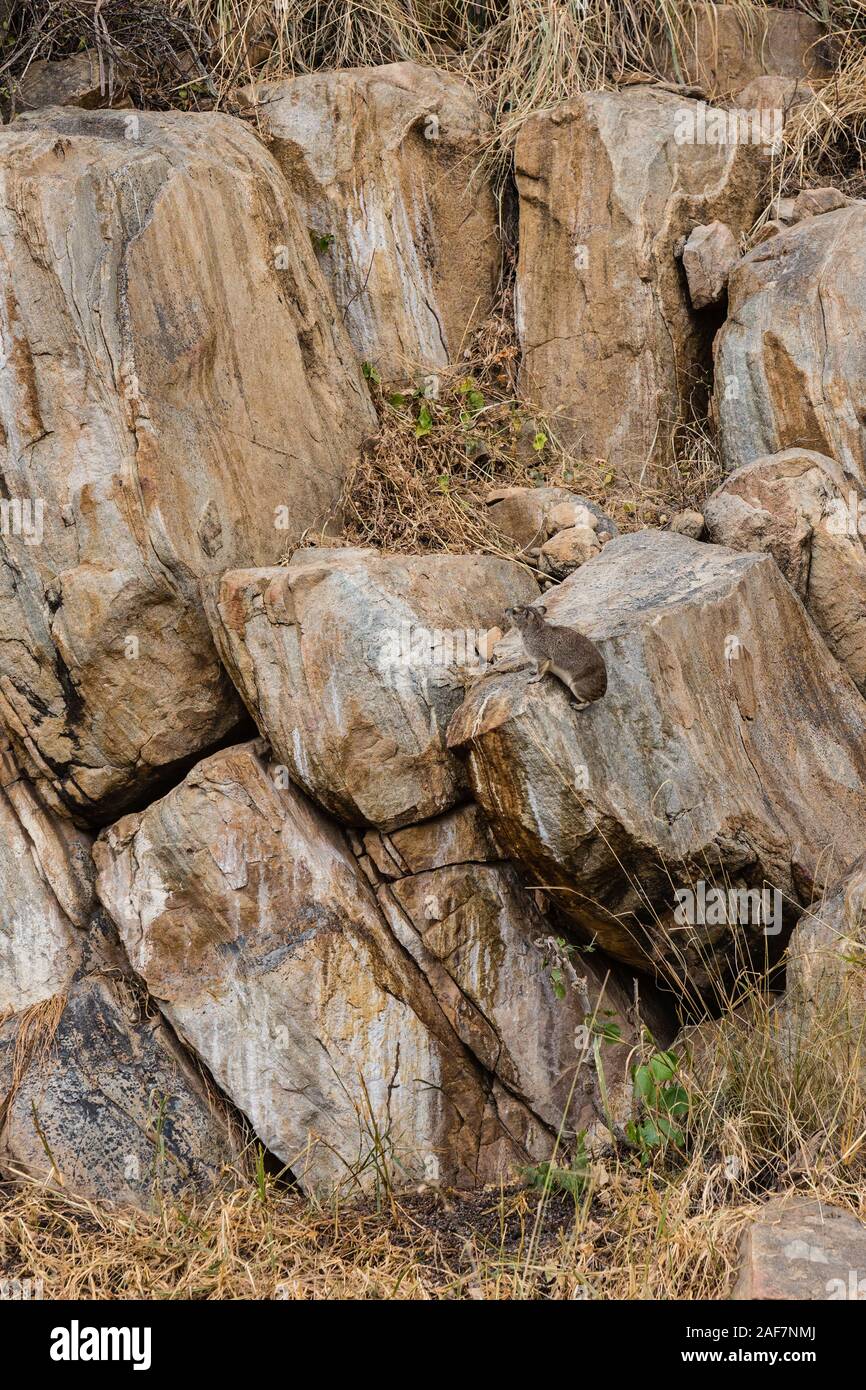 La Tanzanie. Parc national de Tarangire. Rock Hyrax sur pierres de granite d'un kopje Tarangire (Kopjie). Banque D'Images