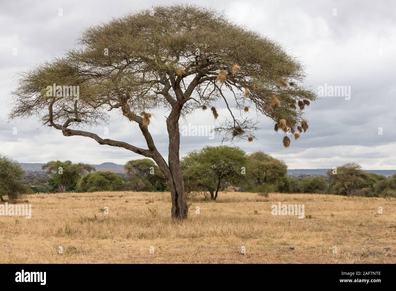 La Tanzanie. Parc national de Tarangire. Nids de moineaux-tailed Weaver sur l'arbre. Banque D'Images