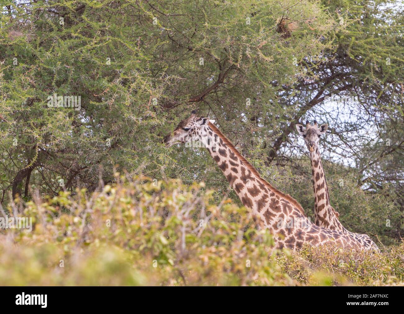 La Tanzanie. Parc national de Tarangire. Deux Girafes Masaï entourée d'Acacias. Banque D'Images