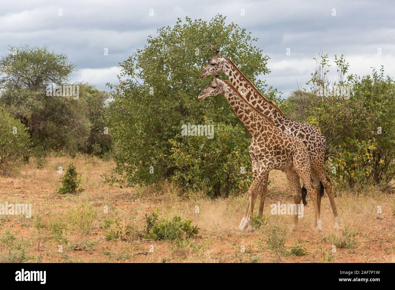 La Tanzanie. Deux jeunes Maasai adultes girafes (Giraffa camelopardalis tippelskirchi), Parc national de Tarangire. Banque D'Images