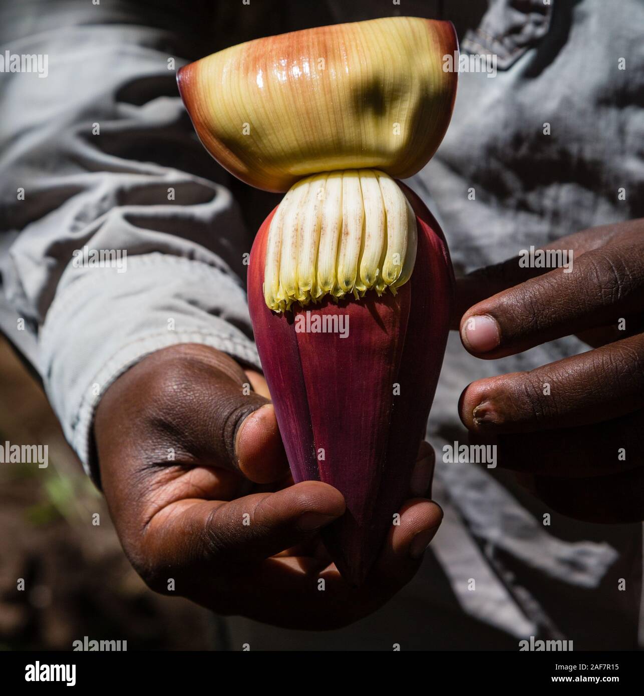La Tanzanie. Le MTO wa Mbu. Plantation de bananes, montrant Crayons ou fleur de bananier (violet), et fleurettes (jaune), qui se développent en bananes. Banque D'Images