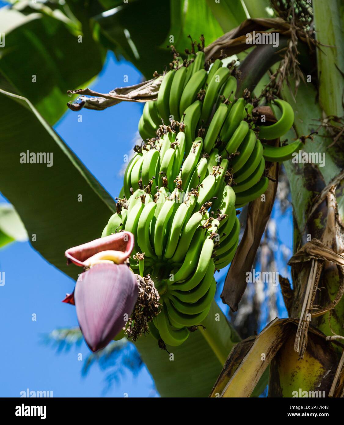 La Tanzanie. Le MTO wa Mbu. Plantation de bananes. De plus en plus de bananes au-dessus de la fleur de bananier ou d'oranger. Banque D'Images