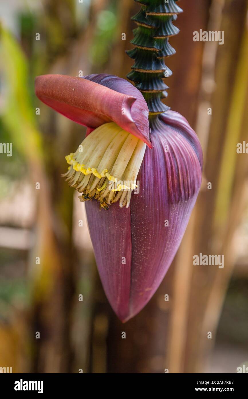 La Tanzanie. Le MTO wa Mbu. Plantation de bananes, montrant Crayons ou fleur de bananier (violet), et fleurettes (jaune), qui se développent en bananes. Banque D'Images