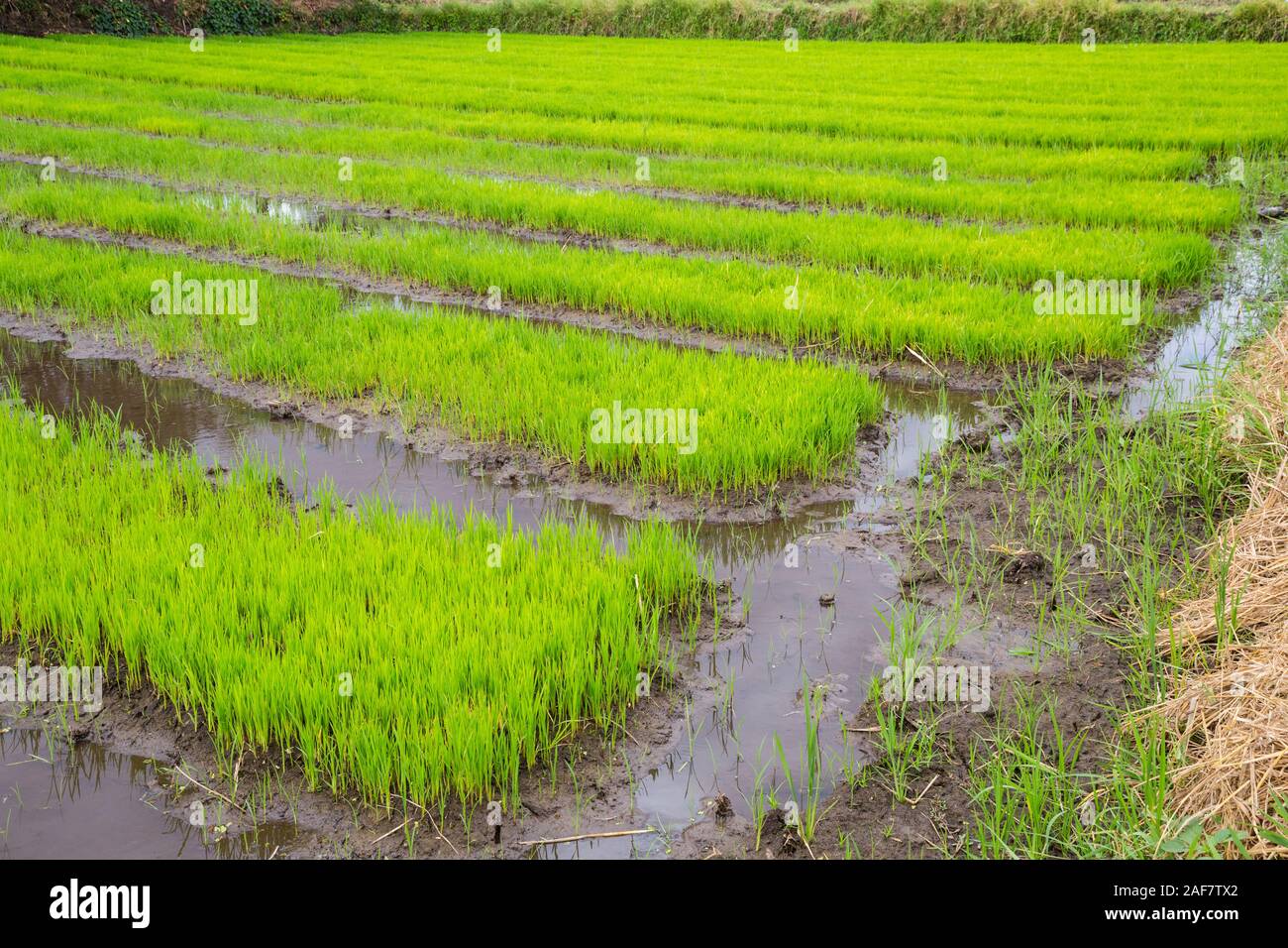 La Tanzanie. Le MTO wa Mbu. La croissance des plants de riz en pépinière avant le repiquage. Banque D'Images