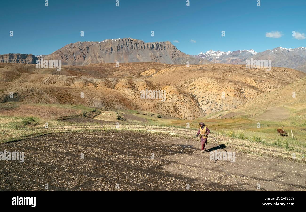 Les eaux d'une femme un champ sec en préparation pour une récolte du grain au fin fond de la vallée de Spiti et de l'Himalaya en été dans le village Komic, Himachal Pradesh, Inde. Banque D'Images
