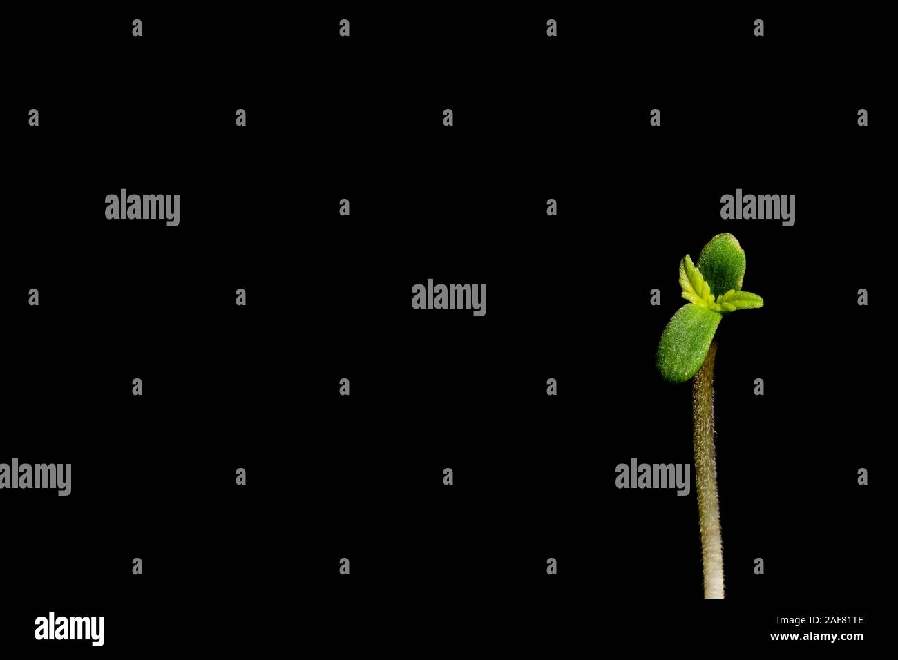 Bébé fragile plante de cannabis sur fond noir avec copie espace, jeune plante de marijuana Banque D'Images