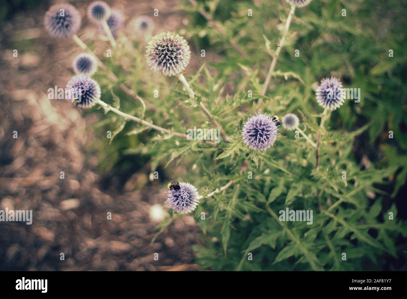 Perché sur les abeilles purple globe thistle fleurs en croissance aux côtés d'un chemin Banque D'Images