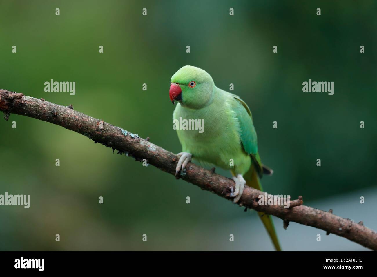 Le héron pourpré, également connu sous le nom de la perruche à collier, est un perroquet de taille moyenne dans le genre Psittacula. Banque D'Images