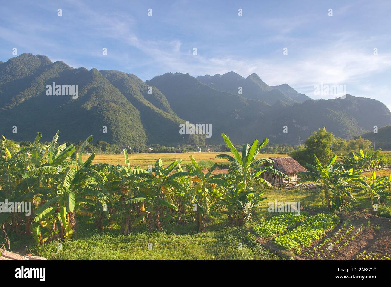 Champs de riz vert, marron, jaune et doré de Mai Chau, nord-ouest du Vietnam Banque D'Images