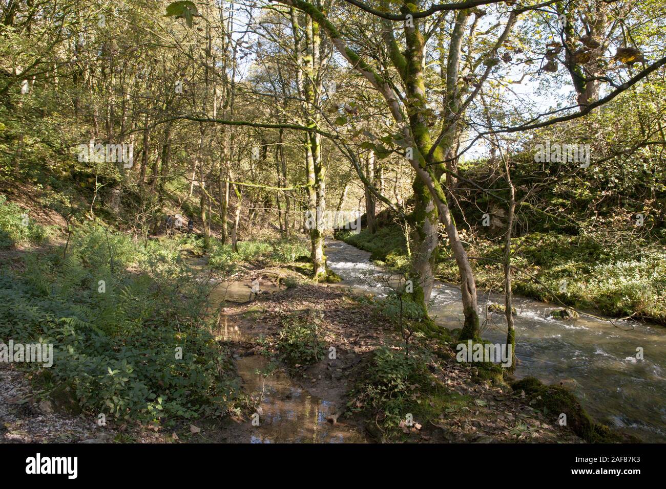 Aux côtés de Woodland Scenic Gordale Beck, sur le sentier menant à la cascade de Janet Foss près du village de Malham au Yorkshire Banque D'Images