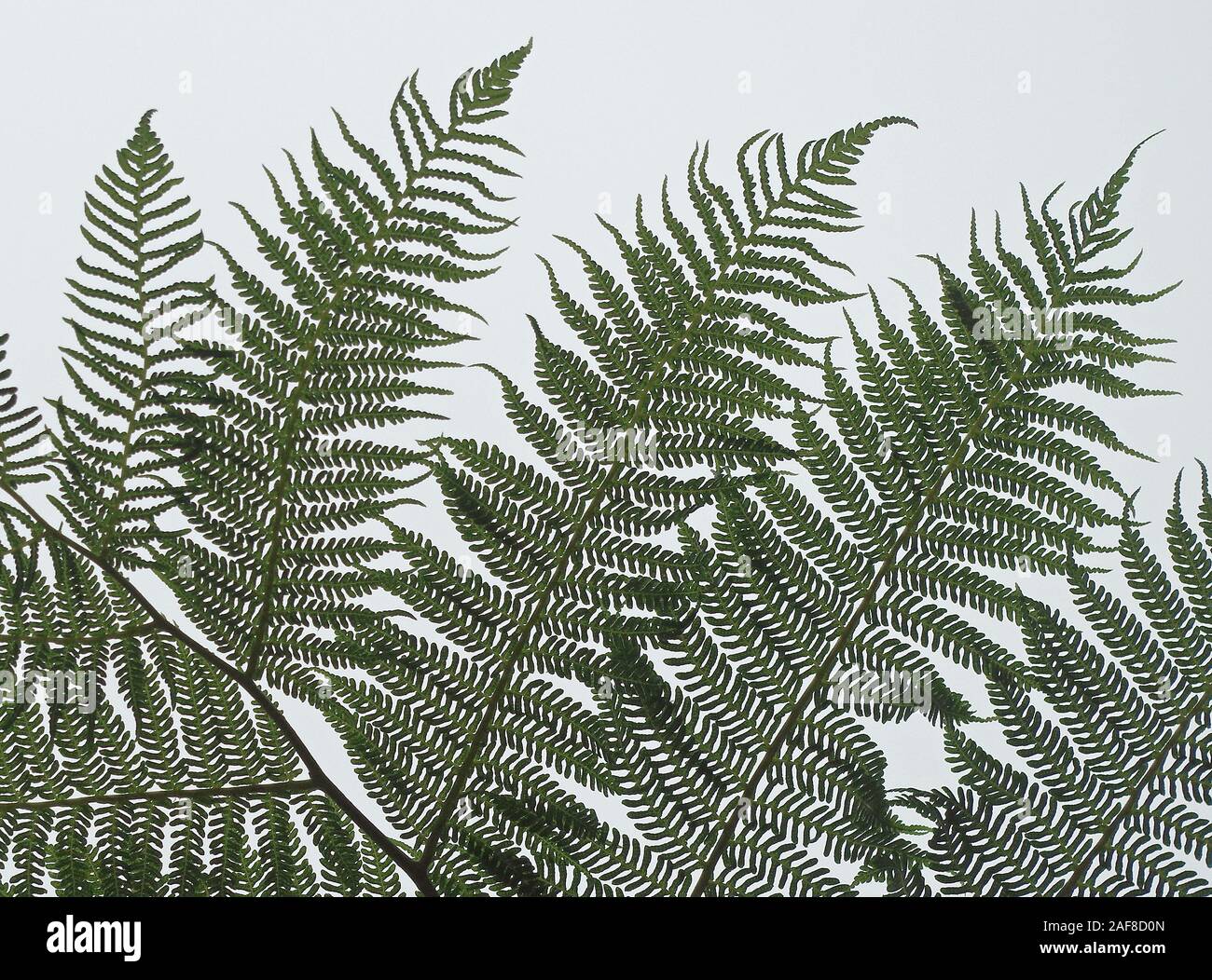 Détail d'une feuille de fougère contre la lumière à un jour de pluie Banque D'Images