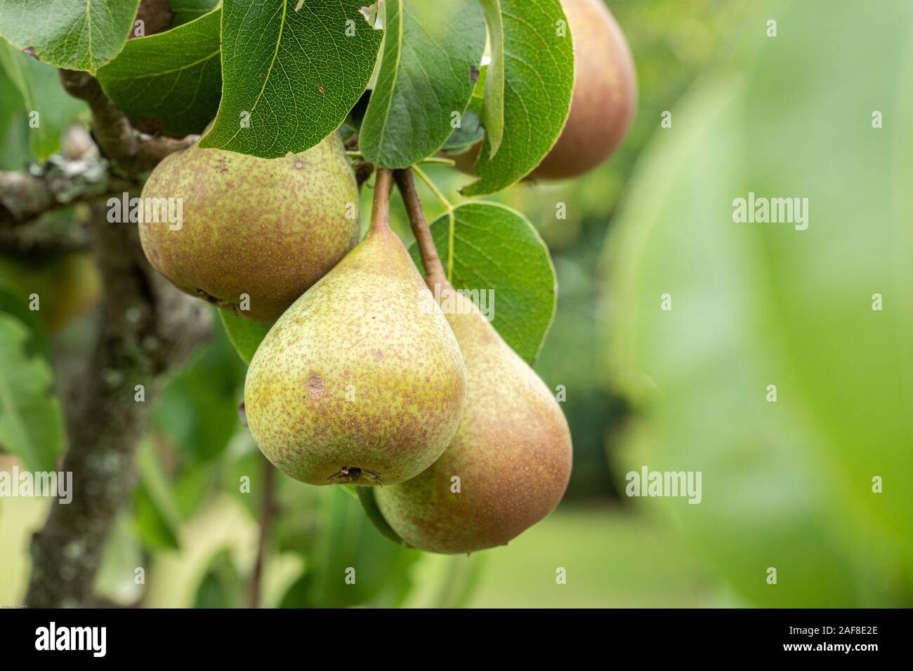 Poire mûre des fruits sur un arbre. Prêt pour la récolte de fruits biologiques Banque D'Images
