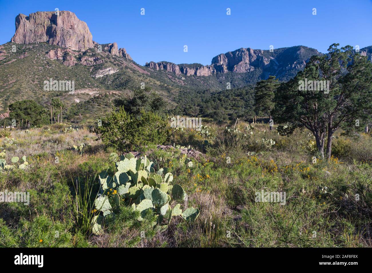 Big Bend National Park, Texas. Casa Grande, montagnes Chiso. Pricklypear (Castor) Cactus en premier plan. Banque D'Images