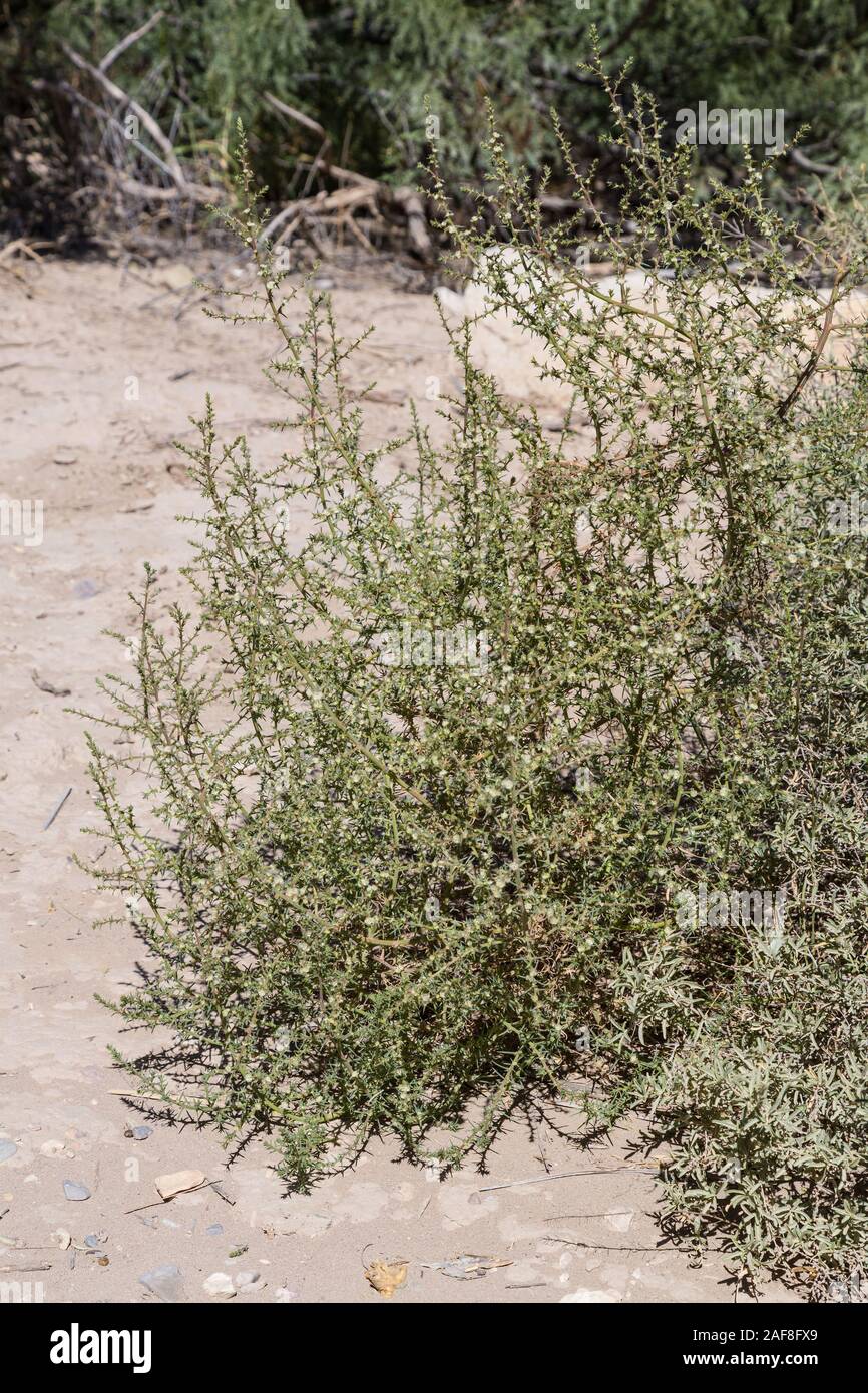 Big Bend National Park, Texas. Le chardon de Russie (tumbleweed). Banque D'Images