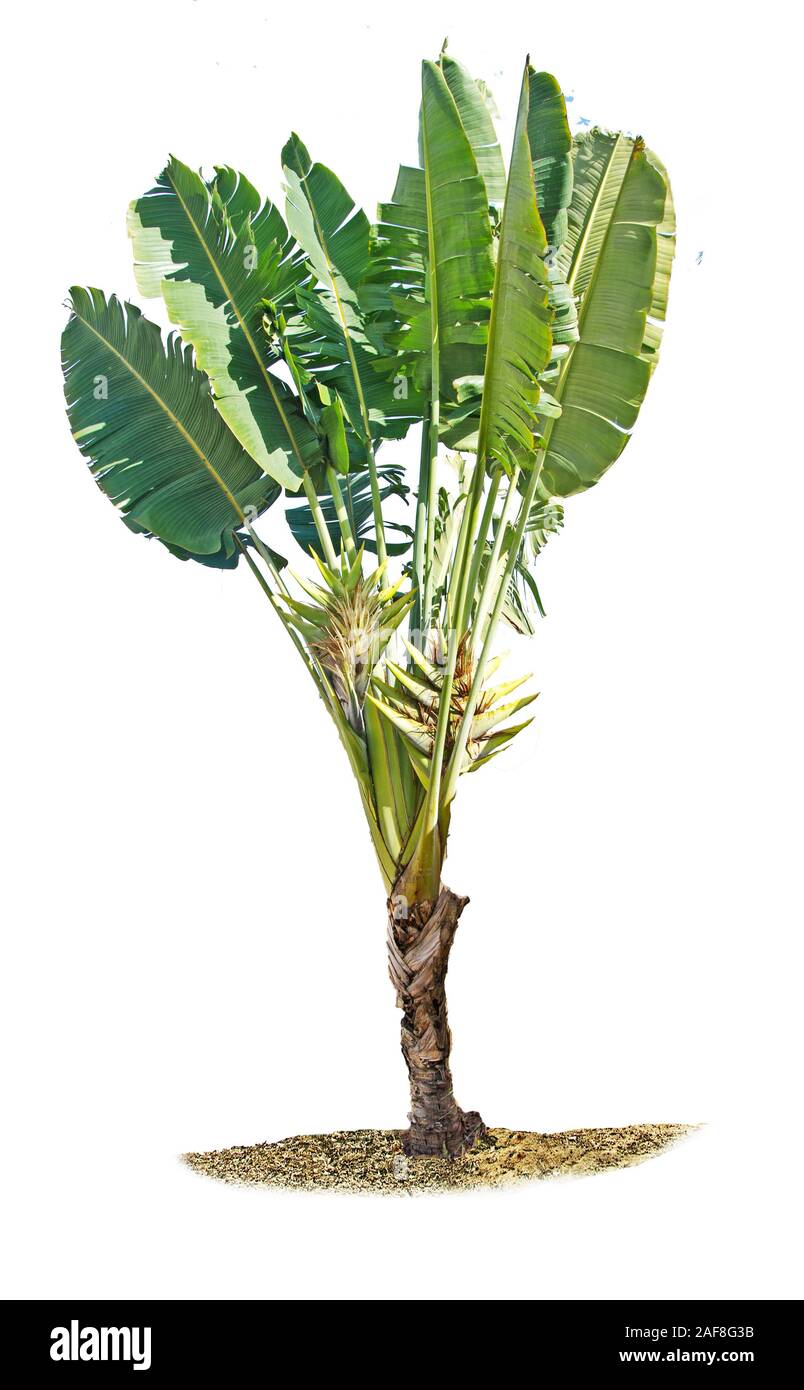 Plante banane isolé sur fond blanc Banque D'Images