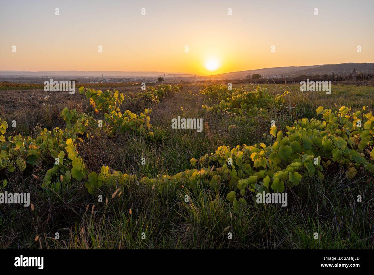 Un champ rempli de feuilles vertes pendant le coucher du soleil à côté de Eisenstadt Burgenland, en Autriche Banque D'Images