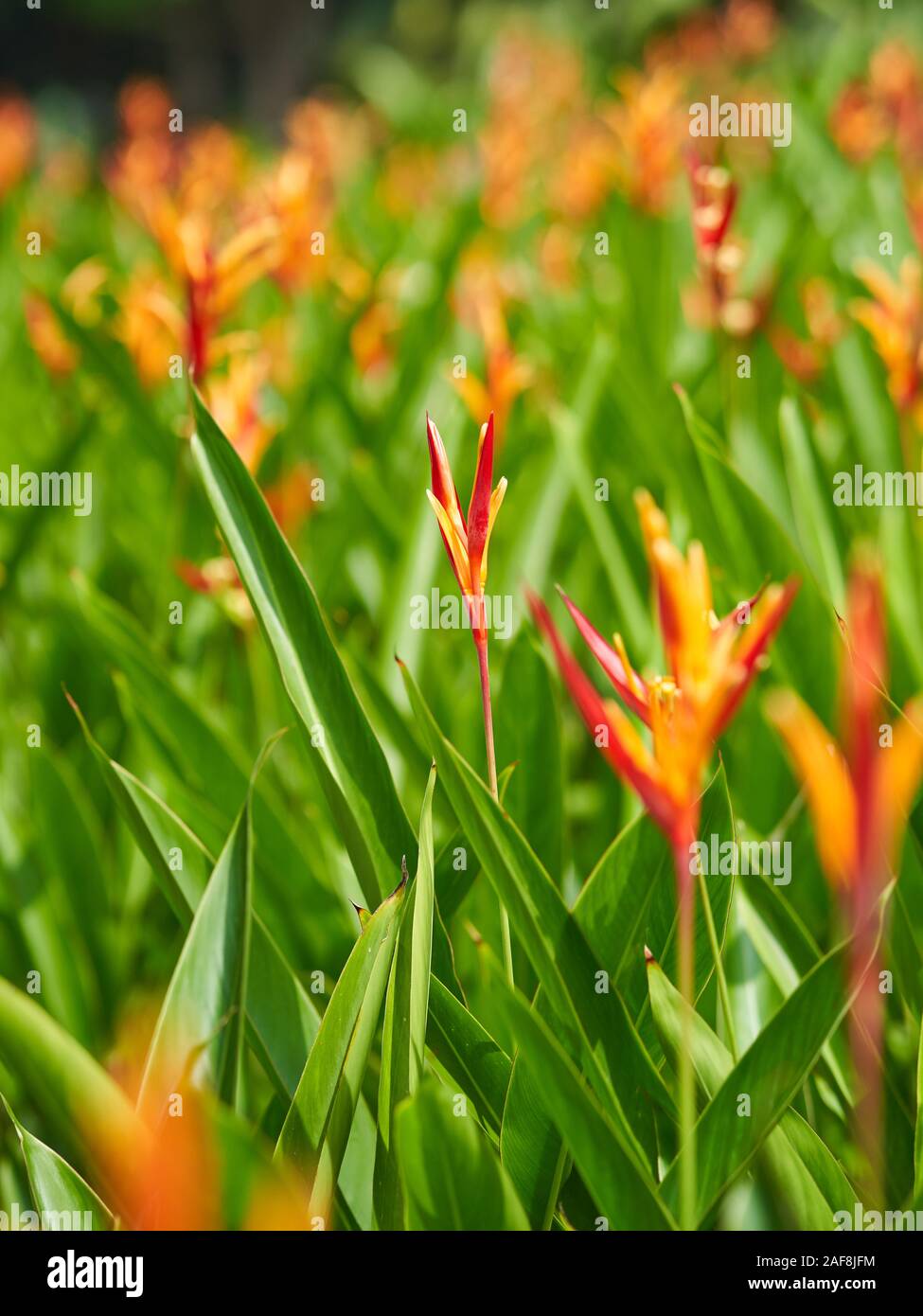 Une plante exotique au Jardin Botanique de Singapour Banque D'Images