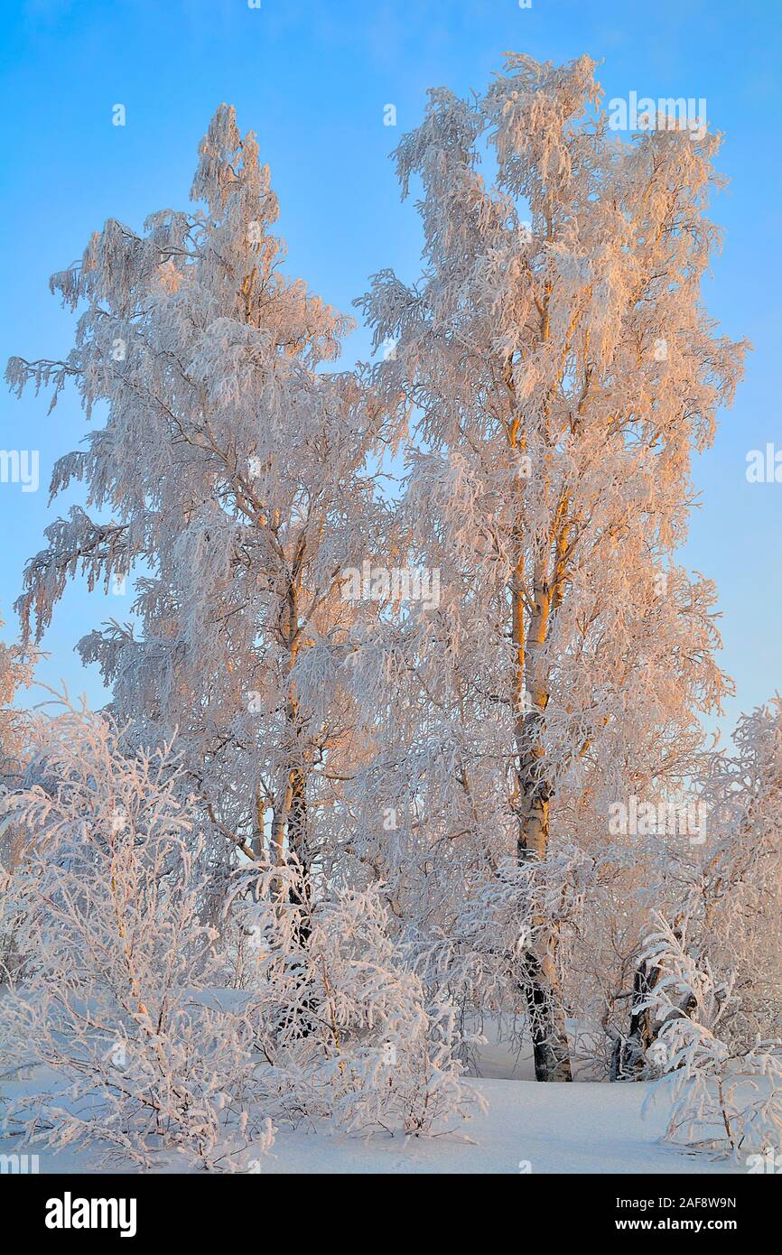 Coucher du soleil dans l'hiver glacial Birch Grove avec couverts de givre. Beauté de la nature d'hiver - Des couleurs chaudes de la lumière solaire sur les bouleaux avec fluffy rime sur branc Banque D'Images