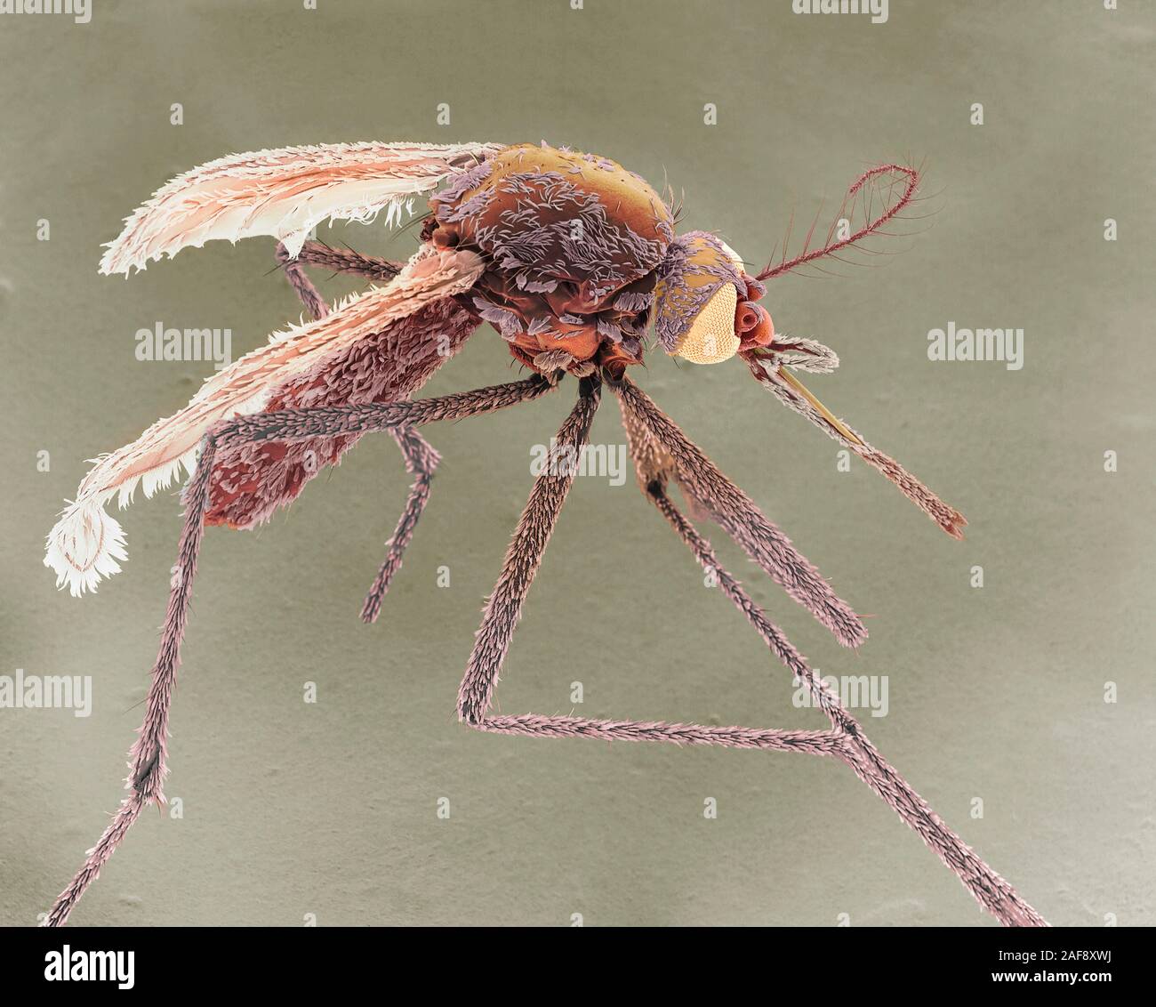 Moustique tigre asiatique femelle, SEM Banque D'Images