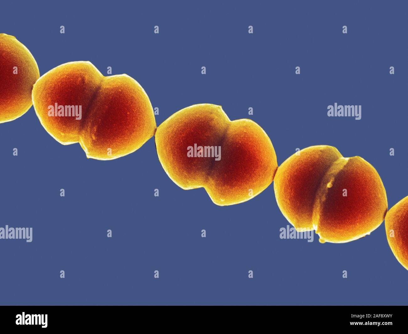 Enterococcus sp., bactéries, SEM Banque D'Images