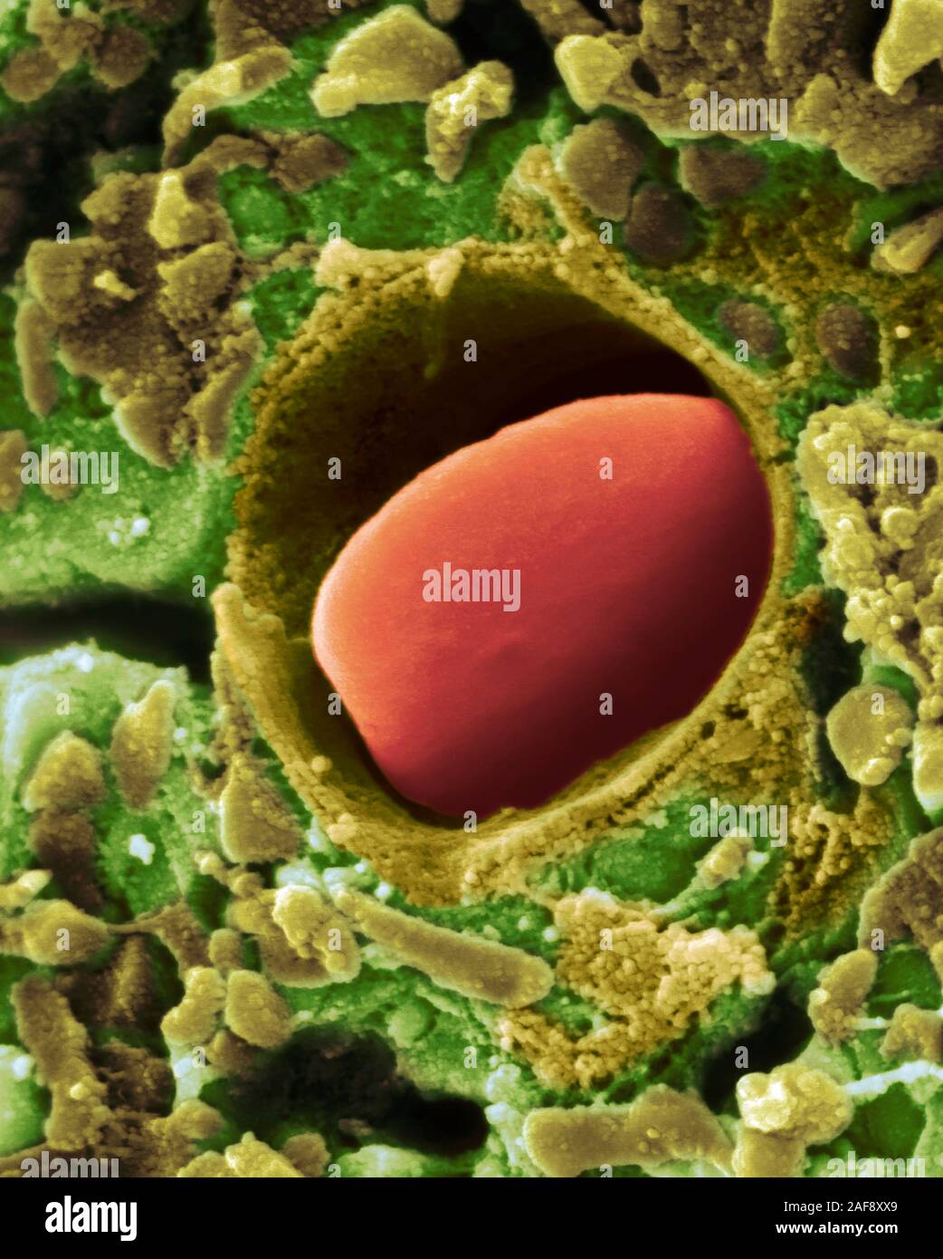Coeur capillaire, SEM Banque D'Images