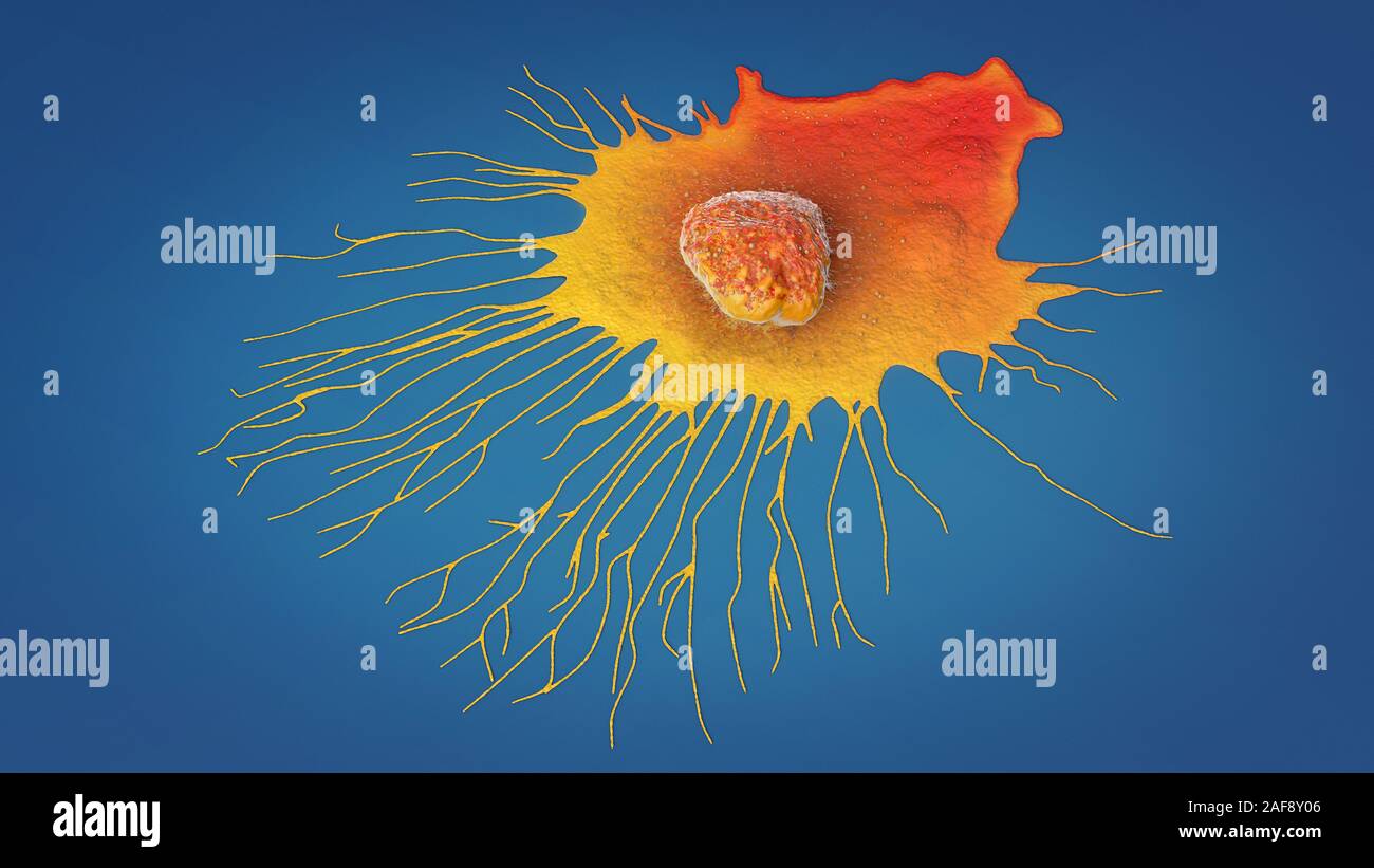 La migration des cellules de cancer du sein, illustration Banque D'Images