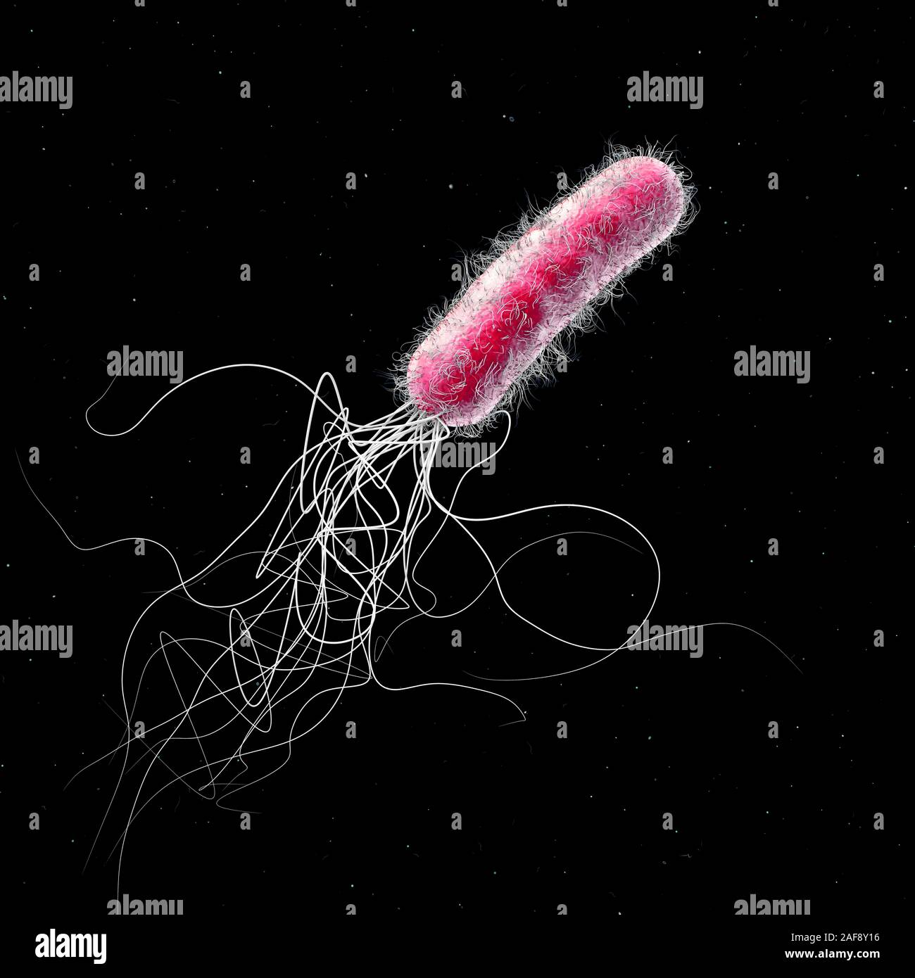 La bactérie Pseudomonas aeruginosa, illustration Banque D'Images