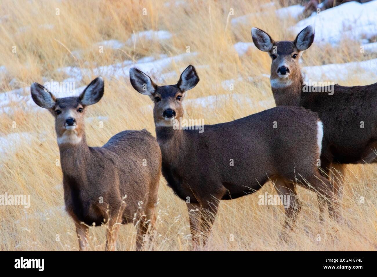 Trio de mignons petits cerf-mulet au coucher du soleil par une froide soirée d'hiver du Colorado Banque D'Images