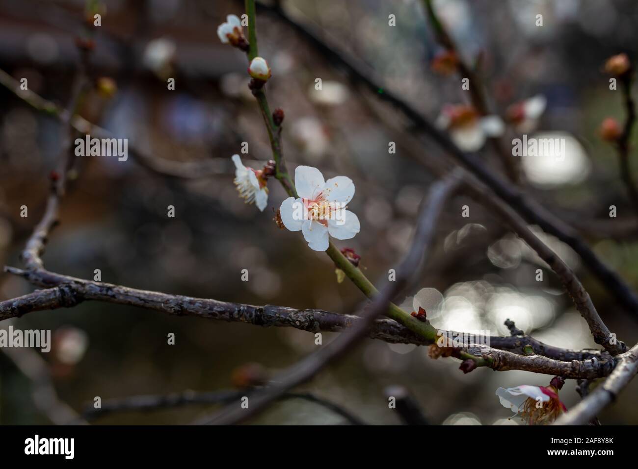 Single white plum tree flower et branches sur un arrière-plan flou, prises au cours d'un après-midi de printemps ensoleillé en partie à Kyoto, Japon Banque D'Images