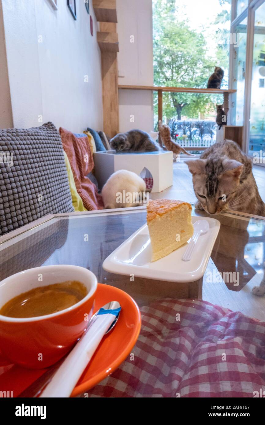 Les chats dans la Chhma cat cafe, Phnom Penh, Cambodge Banque D'Images