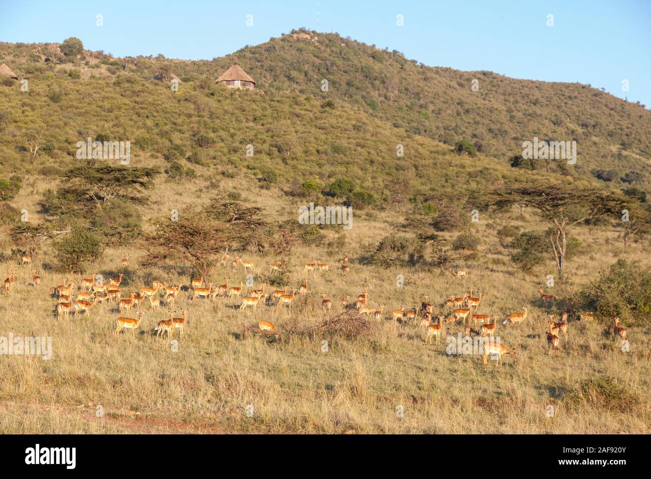 La Tanzanie. Troupeau Impala ci-dessous Klein's Camp et au-delà de Lodge, Loliondo Concession, le nord du Serengeti. Banque D'Images