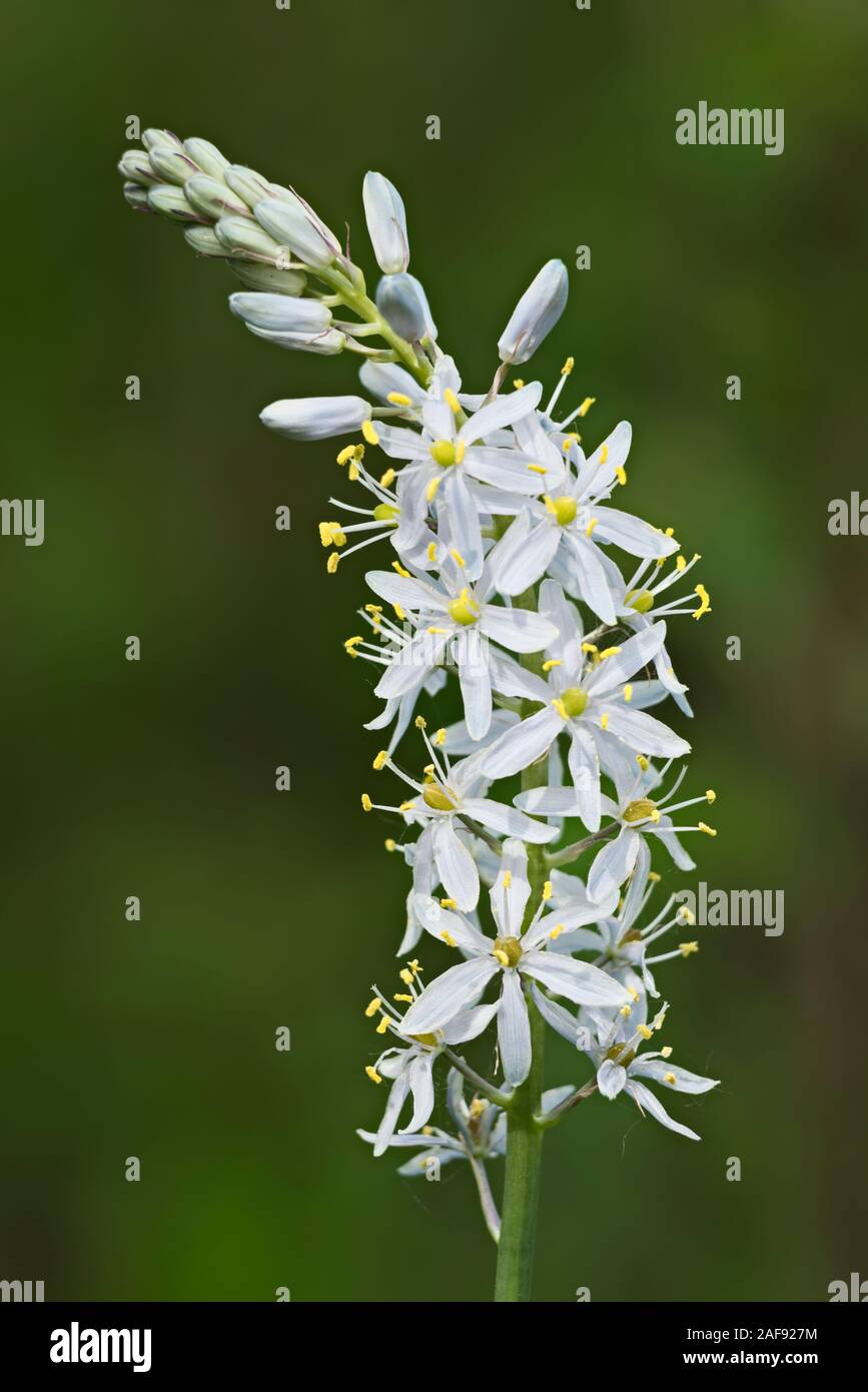 La savane bleu fleur et plante des bois sauvages des espèces nommées jacinthe Camassia scilloides en famille Liliaceae Banque D'Images