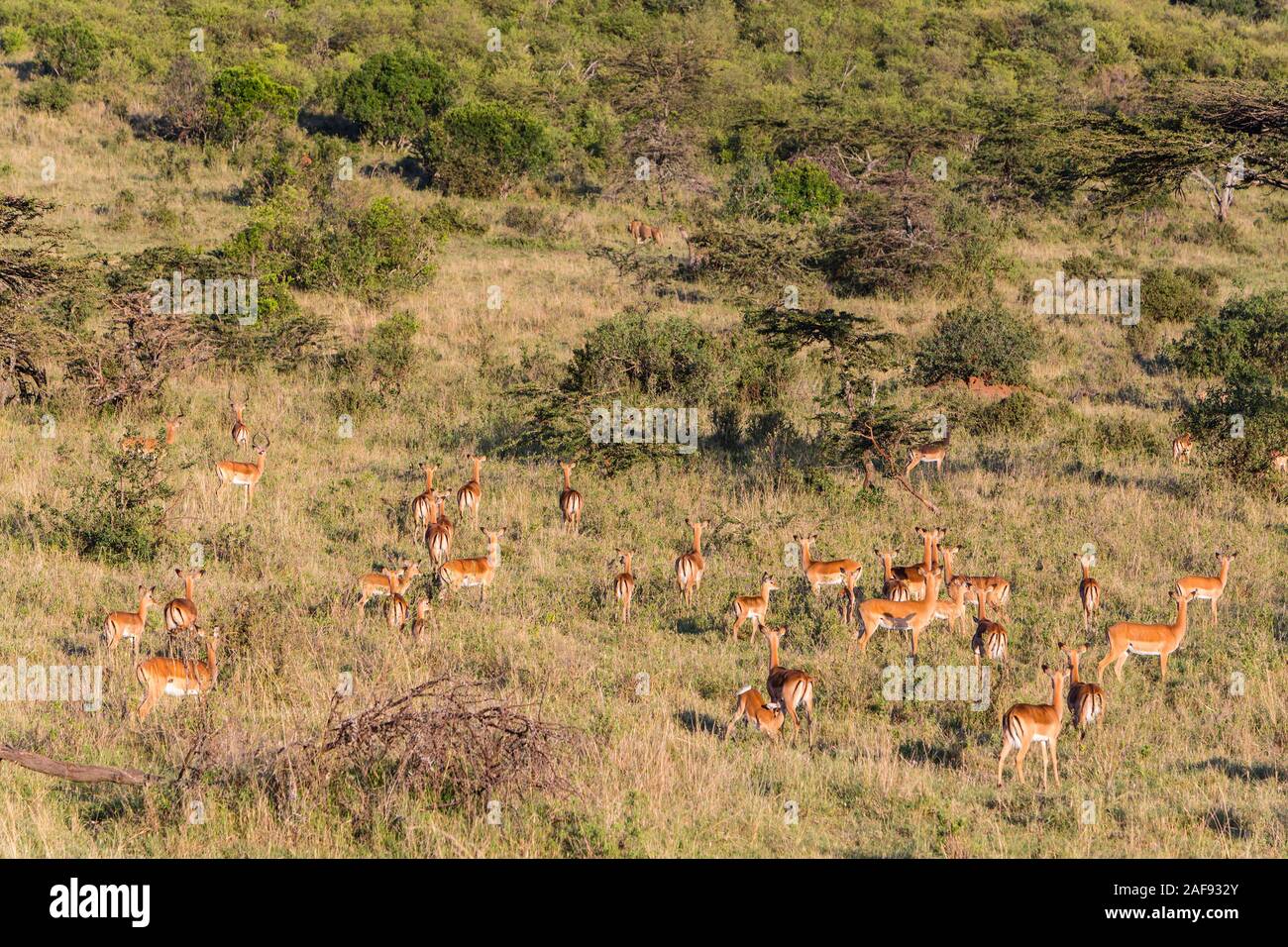 La Tanzanie. Serengeti. Troupeau d'impalas Alerte pour danger, Lion sur Hill (En haut au milieu). Banque D'Images