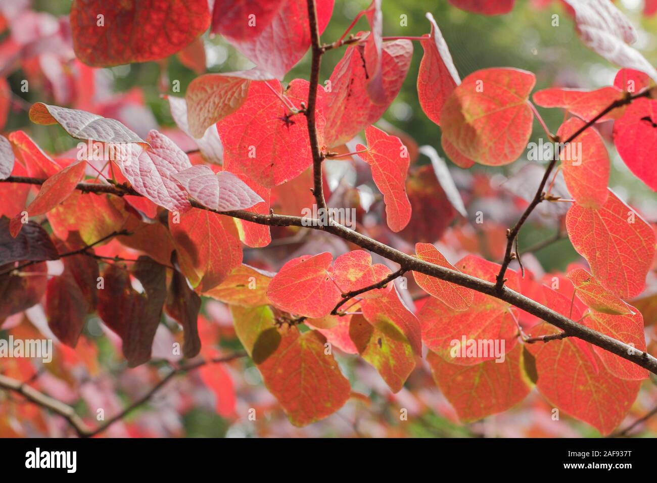 Feuilles en forme de coeur Banque de photographies et d’images à haute — free download