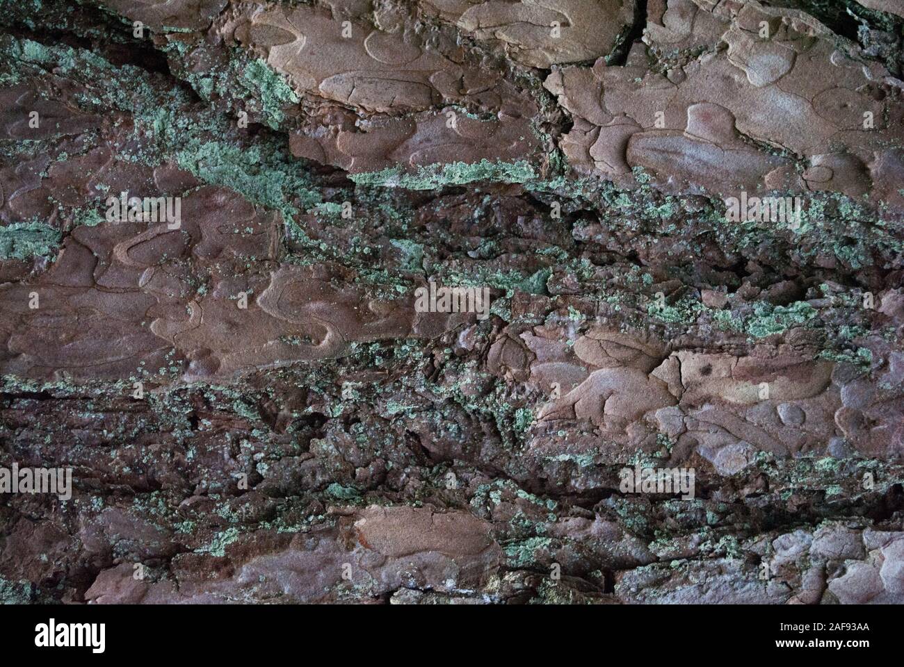 La texture en bois. Pinebark, vue en gros Banque D'Images