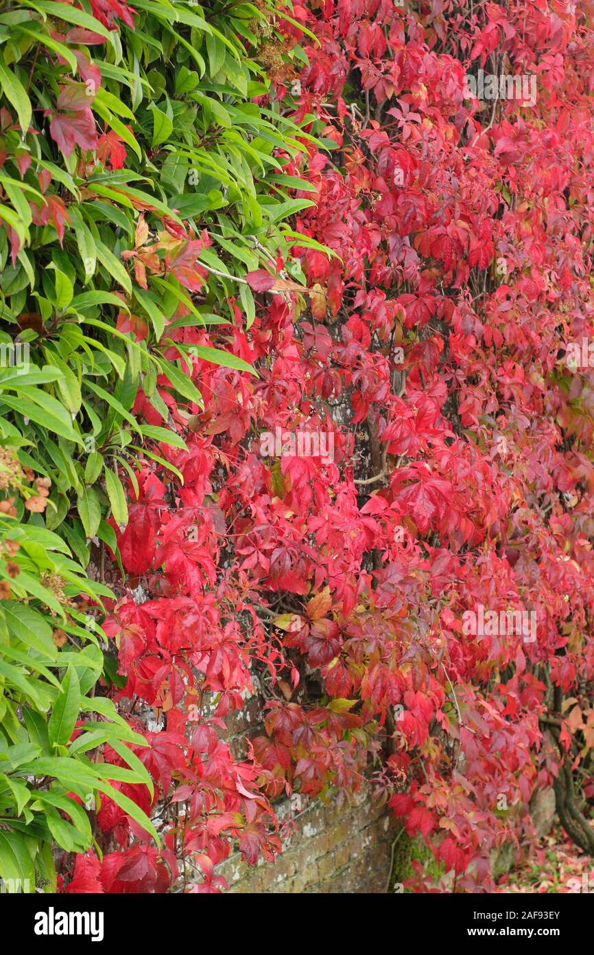 Plantes grimpantes.Parthenocissus quinquefolia; feuilles rouges à cinq pointes d'automne du super-réducteur de Virginie contrastant avec une plante d'escalade verte sur un mur.ROYAUME-UNI Banque D'Images