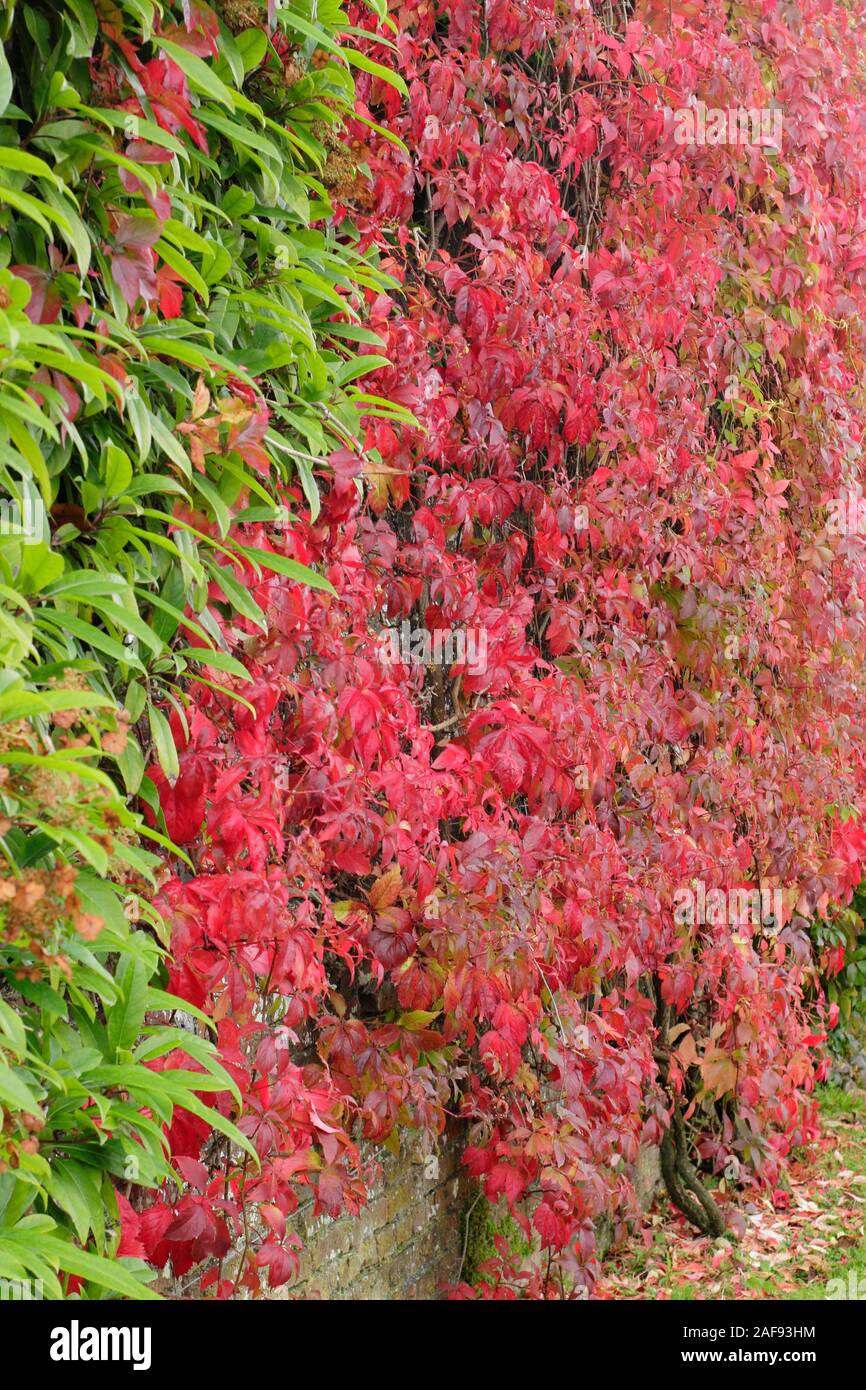 Plantes grimpantes.Parthenocissus quinquefolia; feuilles rouges à cinq pointes d'automne du super-réducteur de Virginie contrastant avec une plante d'escalade verte sur un mur.ROYAUME-UNI Banque D'Images