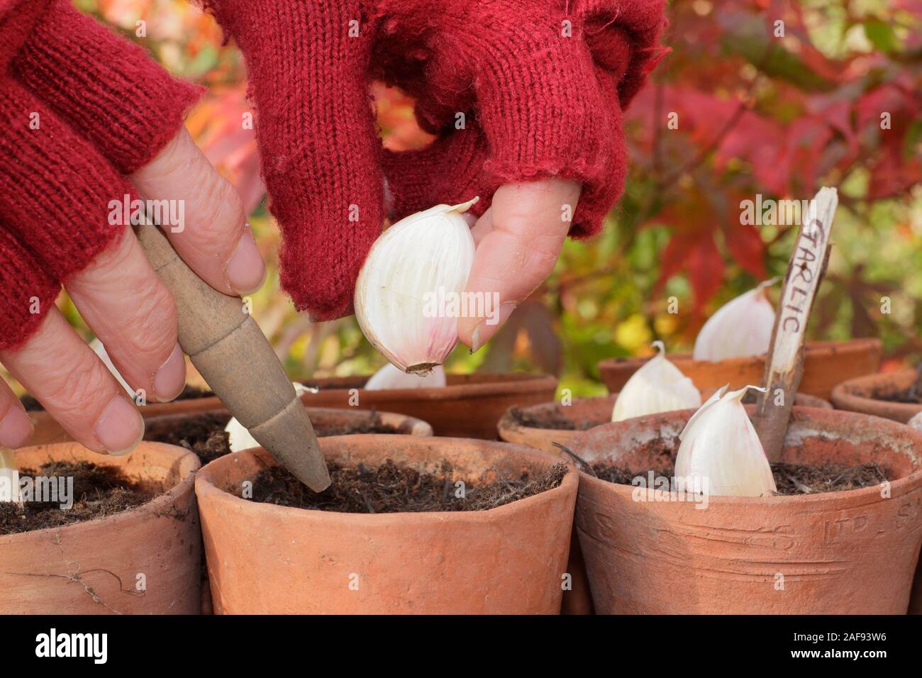 Plantation d'Allium sativum 'Lautrec Wight' à l'ail à col rigide. Semer des gousses d'ail dans des pots d'argile en automne. Jardinage gratuit en plastique. ROYAUME-UNI Banque D'Images