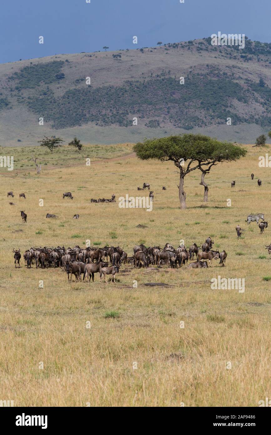 La Tanzanie. Serengeti. Des Gnous (Gnu) Pâturage sur le Nord de la plaine du Serengeti. (Connochaetes taurinus). Banque D'Images