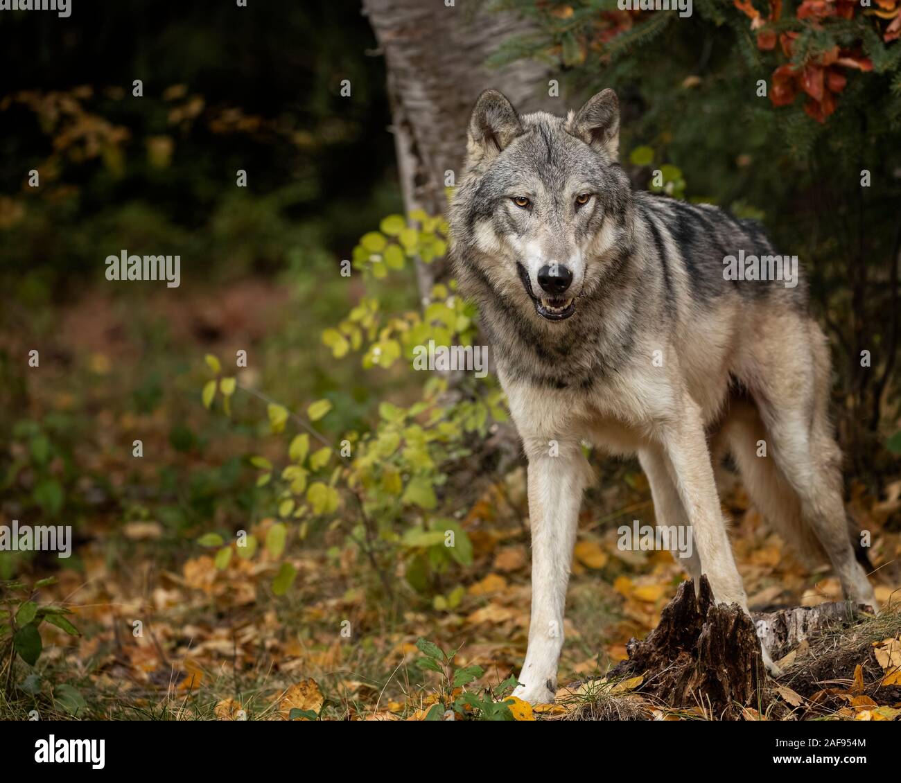 Le loup de la toundra en couleurs d'automne Banque D'Images