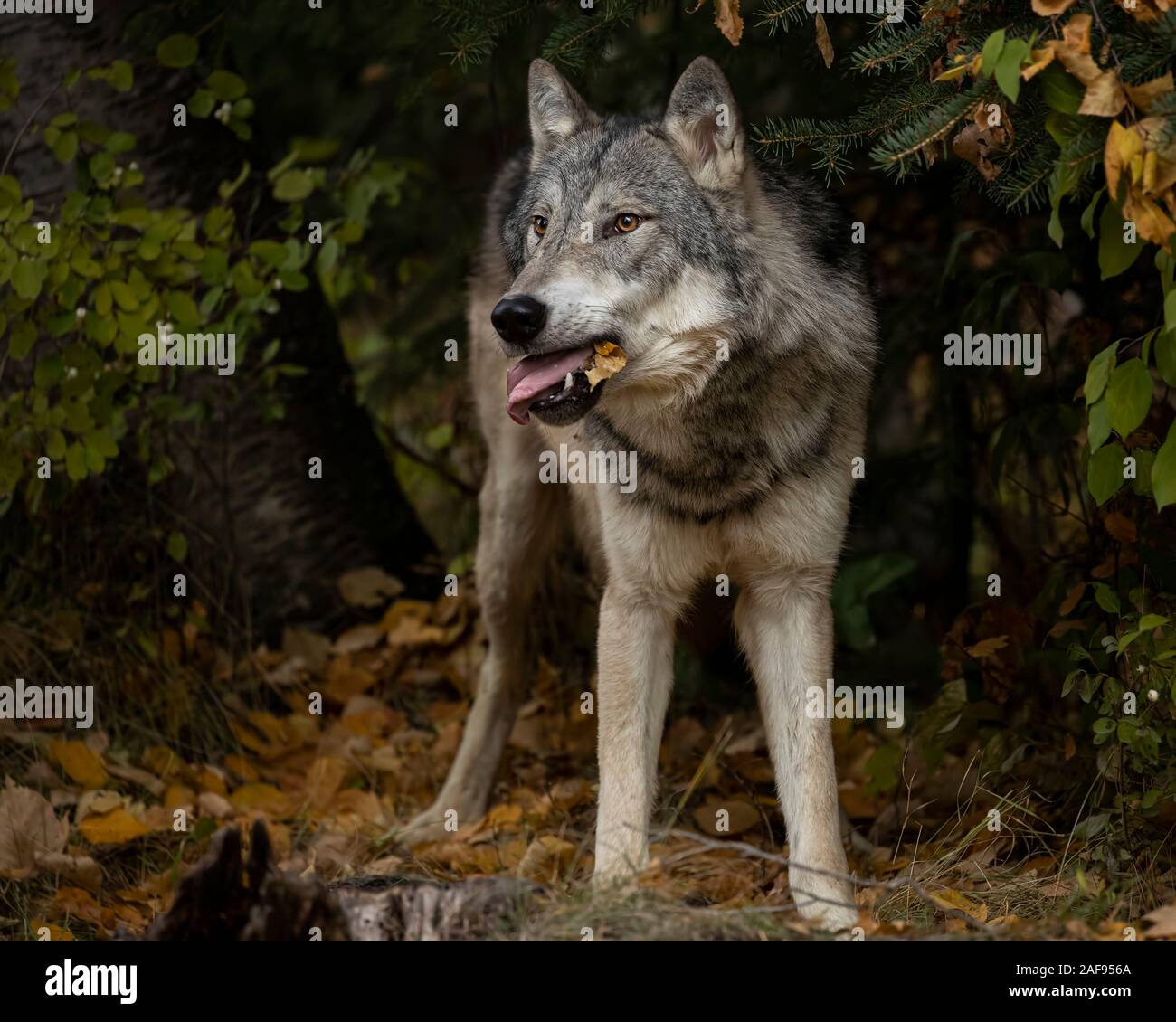 Le loup de la toundra en couleurs d'automne Banque D'Images