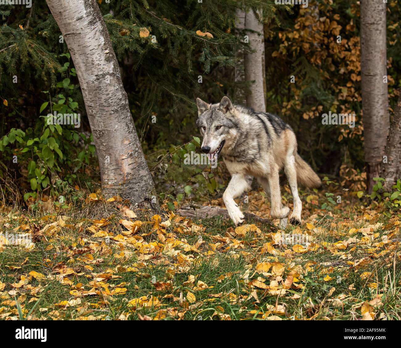 Le loup de la toundra en couleurs d'automne Banque D'Images